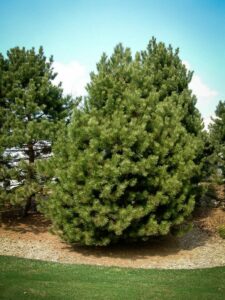 Сосна Чёрная (Pinus Nigra) купить по цене от 270.00р. в интернет-магазине «Посадика» с доставкой почтой в в Гудермесе и по всей России – [изображение №1].