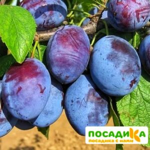 Слива Чачакская ранняя купить по цене от 229.00р. в интернет-магазине «Посадика» с доставкой почтой в в Гудермесе и по всей России – [изображение №1].