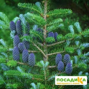 Пихта корейская (Abies koreana) купить по цене от 450.00р. в интернет-магазине «Посадика» с доставкой почтой в в Гудермесе и по всей России – [изображение №1].