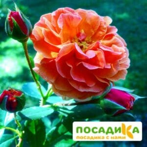 Роза Арабия купить по цене от 350.00р. в интернет-магазине «Посадика» с доставкой почтой в в Гудермесе и по всей России – [изображение №1].