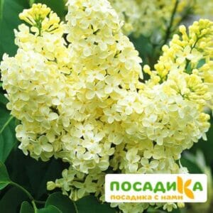 Сирень Примроуз (Primrose) купить по цене от 529.00р. в интернет-магазине «Посадика» с доставкой почтой в в Гудермесе и по всей России – [изображение №1].