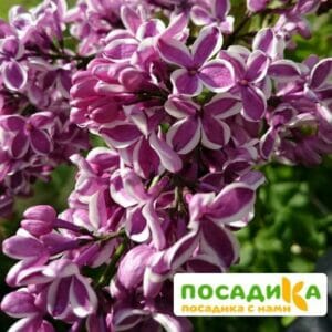 Сирень Сенсация купить по цене от 529.00р. в интернет-магазине «Посадика» с доставкой почтой в в Гудермесе и по всей России – [изображение №1].