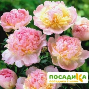 Пион Распберри Сандей (Paeonia Raspberry Sundae) купить по цене от 959р. в интернет-магазине «Посадика» с доставкой почтой в в Гудермесе и по всей России – [изображение №1].