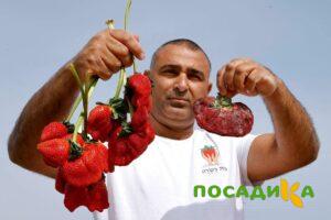 Клубника Гигант Джорнея купить по цене от 266р. в интернет-магазине «Посадика» с доставкой почтой в в Гудермесе и по всей России – [изображение №1].