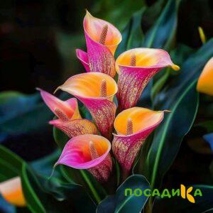 Калла Оникс купить по цене от 450р. в интернет-магазине «Посадика» с доставкой почтой в в Гудермесе и по всей России – [изображение №1].