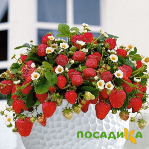 Клубника Рубиновый Шепот (горшечная) купить по цене от 240р. в интернет-магазине «Посадика» с доставкой почтой в в Гудермесе и по всей России – [изображение №1].