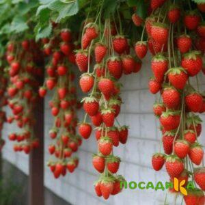 Клубника вьющаяся Комплимент купить по цене от 470р. в интернет-магазине «Посадика» с доставкой почтой в в Гудермесе и по всей России – [изображение №1].