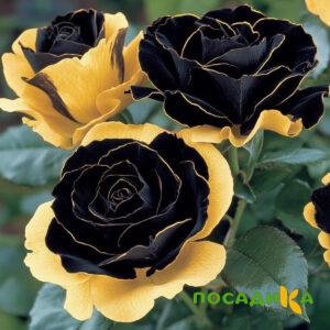 Роза Ханни Сикл купить по цене от 700р. в интернет-магазине «Посадика» с доставкой почтой в в Гудермесе и по всей России – [изображение №1].