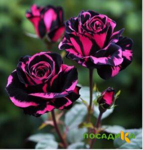 Роза Багровый Шепот купить по цене от 366р. в интернет-магазине «Посадика» с доставкой почтой в в Гудермесе и по всей России – [изображение №1].