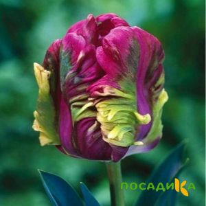 Тюльпан Экзотик Хэвен купить по цене от 186р. в интернет-магазине «Посадика» с доставкой почтой в в Гудермесе и по всей России – [изображение №1].
